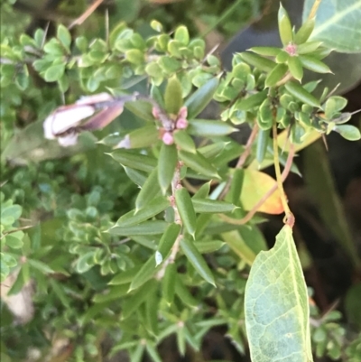 Monotoca scoparia (Broom Heath) at Tennent, ACT - 14 Jul 2022 by Tapirlord