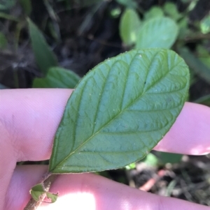 Pomaderris betulina subsp. actensis at Tennent, ACT - 14 Jul 2022