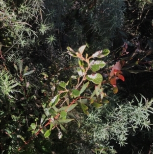 Pomaderris betulina subsp. actensis at Tennent, ACT - 14 Jul 2022