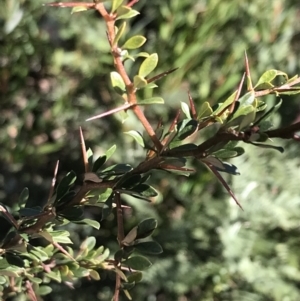 Bursaria spinosa subsp. lasiophylla at Tennent, ACT - 14 Jul 2022