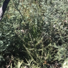 Bursaria spinosa subsp. lasiophylla at Tennent, ACT - 14 Jul 2022