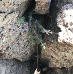 Galium polyanthum at Tennent, ACT - 14 Jul 2022 12:45 PM