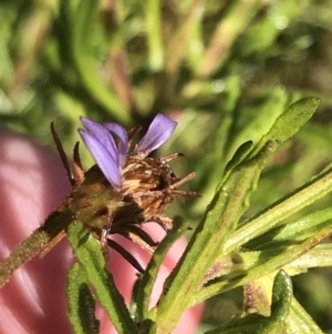 Olearia tenuifolia at Tennent, ACT - 14 Jul 2022 12:00 PM