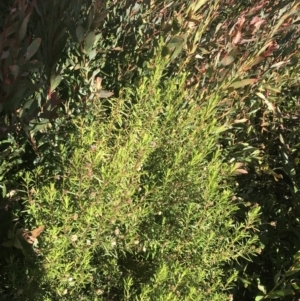 Olearia tenuifolia at Tennent, ACT - 14 Jul 2022 12:00 PM