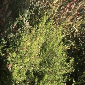 Olearia tenuifolia at Tennent, ACT - 14 Jul 2022