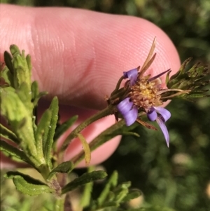 Olearia tenuifolia at Tennent, ACT - 14 Jul 2022 12:00 PM