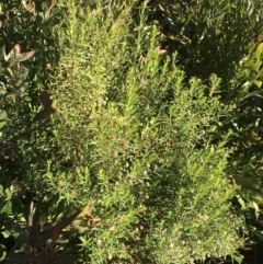 Olearia tenuifolia at Tennent, ACT - 14 Jul 2022