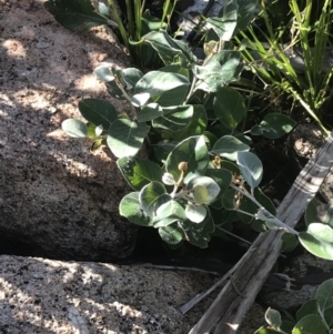 Grevillea oxyantha subsp. oxyantha at Tennent, ACT - 14 Jul 2022