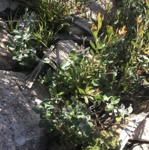 Grevillea oxyantha subsp. oxyantha at Tennent, ACT - 14 Jul 2022