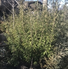 Olearia megalophylla (Large-leaf Daisy-bush) at Tennent, ACT - 14 Jul 2022 by Tapirlord