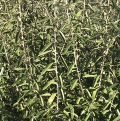 Olearia megalophylla at Tennent, ACT - 14 Jul 2022