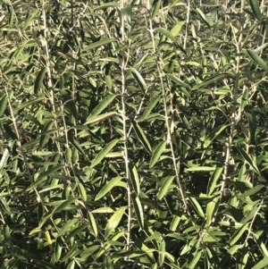 Olearia megalophylla at Tennent, ACT - 14 Jul 2022