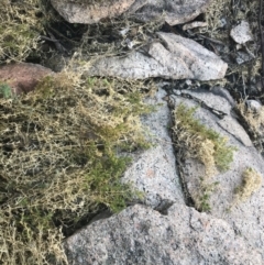 Stellaria pungens at Tennent, ACT - 14 Jul 2022