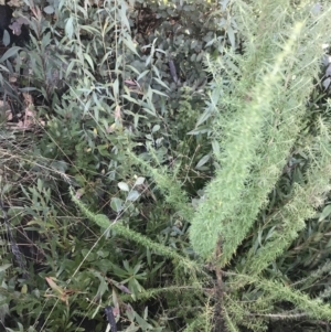 Cassinia aculeata subsp. aculeata at Tennent, ACT - 14 Jul 2022