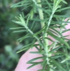 Cassinia aculeata subsp. aculeata at Tennent, ACT - 14 Jul 2022