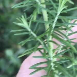 Cassinia aculeata subsp. aculeata at Tennent, ACT - 14 Jul 2022