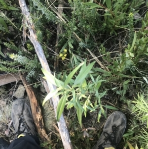 Ozothamnus stirlingii at Tennent, ACT - 14 Jul 2022 10:29 AM