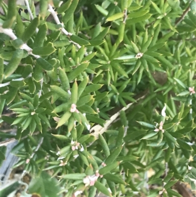 Monotoca scoparia (Broom Heath) at Tennent, ACT - 14 Jul 2022 by Tapirlord