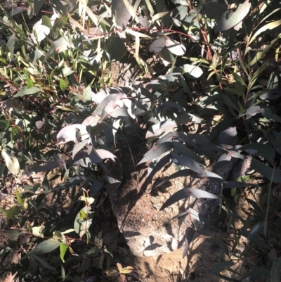 Eucalyptus dives (Broad-leaved Peppermint) at Namadgi National Park - 14 Jul 2022 by Tapirlord