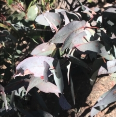 Eucalyptus dives at Tennent, ACT - 14 Jul 2022