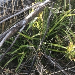 Dianella tasmanica (Tasman Flax Lily) at Namadgi National Park - 14 Jul 2022 by Tapirlord