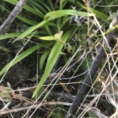 Dianella tasmanica at Tennent, ACT - 14 Jul 2022