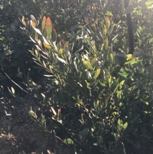 Daviesia mimosoides subsp. mimosoides at Tennent, ACT - 14 Jul 2022 10:16 AM