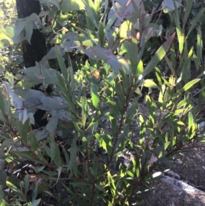 Daviesia mimosoides subsp. mimosoides at Tennent, ACT - 14 Jul 2022