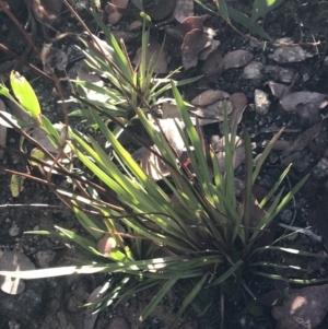 Stylidium armeria subsp. armeria at Tennent, ACT - 14 Jul 2022