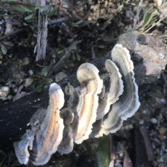 Trametes versicolor (Turkey Tail) at Tennent, ACT - 14 Jul 2022 by Tapirlord