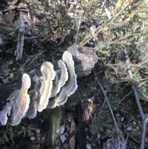 Trametes versicolor at Tennent, ACT - 14 Jul 2022 10:14 AM