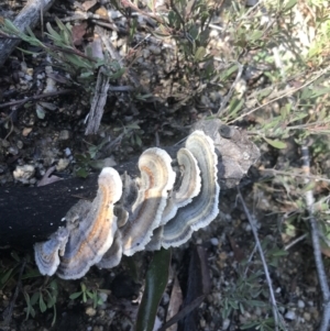 Trametes versicolor at Tennent, ACT - 14 Jul 2022 10:14 AM