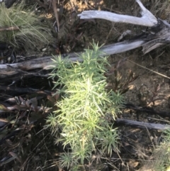 Cassinia longifolia (Shiny Cassinia, Cauliflower Bush) at Tennent, ACT - 14 Jul 2022 by Tapirlord