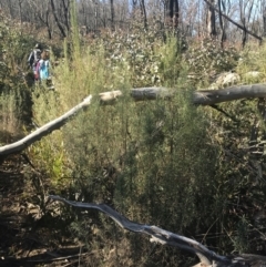 Cassinia longifolia at Tennent, ACT - 14 Jul 2022