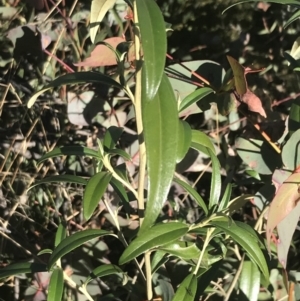 Ozothamnus stirlingii at Tennent, ACT - 14 Jul 2022