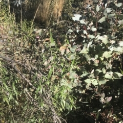 Ozothamnus stirlingii at Tennent, ACT - 14 Jul 2022