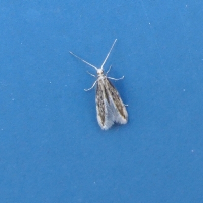 Hydroptilidae (family) (Micro-caddisfly) at Yass River, NSW - 29 Jul 2022 by SenexRugosus