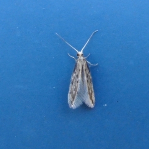 Hydroptilidae (family) at Yass River, NSW - suppressed