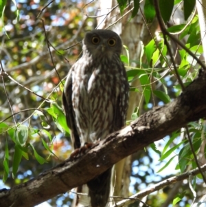 Ninox connivens (Barking Owl) at by TerryS