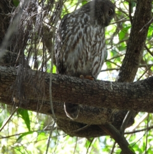 Ninox connivens at Kelso, QLD - suppressed