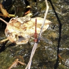 Diplacodes bipunctata (Wandering Percher) at Bluewater, QLD - 23 Mar 2022 by TerryS