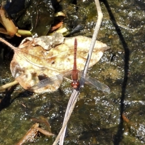 Diplacodes bipunctata at Bluewater, QLD - 23 Mar 2022