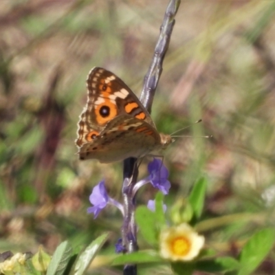 Junonia villida (Meadow Argus) at Bluewater, QLD - 23 Mar 2022 by TerryS