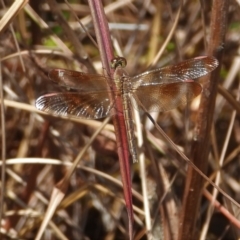 Unidentified Damselfly (Zygoptera) at Bluewater, QLD - 23 Mar 2022 by TerryS
