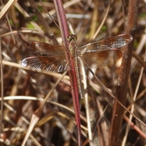 Neurothemis stigmatizans at Bluewater, QLD - 23 Mar 2022