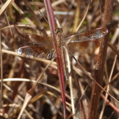 Unidentified Dragonfly (Anisoptera) at Bluewater, QLD - 23 Mar 2022 by TerryS