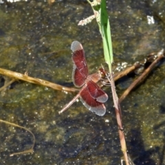 Unidentified Dragonfly (Anisoptera) at Bluewater, QLD - 23 Mar 2022 by TerryS