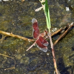 Neurothemis stigmatizans at Bluewater, QLD - 23 Mar 2022 02:33 PM