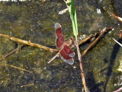 Neurothemis stigmatizans (Painted Grasshawk) at Bluewater, QLD - 23 Mar 2022 by TerryS