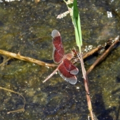 Unidentified Dragonfly (Anisoptera) (TBC) at Bluewater, QLD - 23 Mar 2022 by TerryS